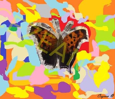 Butterfly Reflection